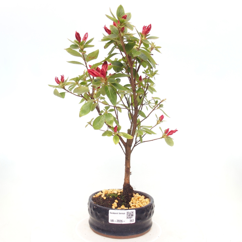 Bonsai für draußen - Japanische Azalee - Azalea sp.