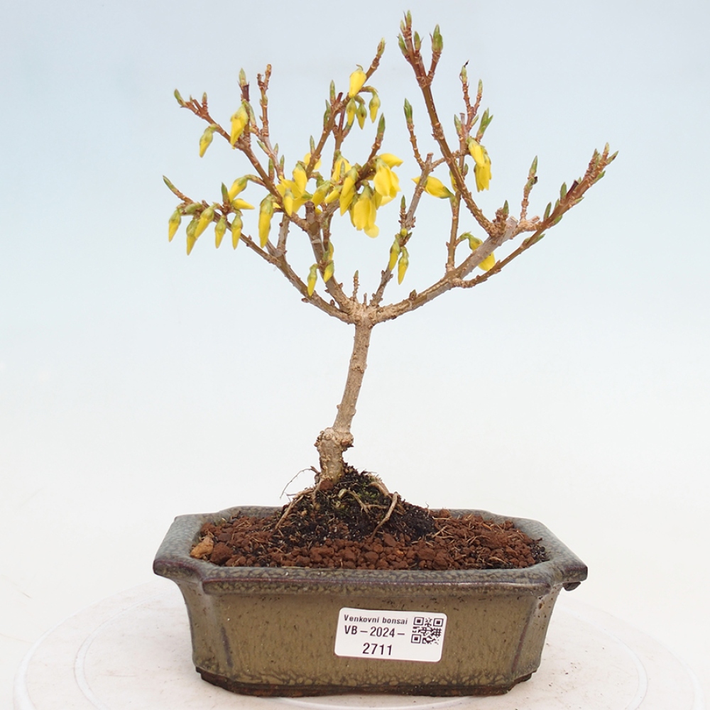 Bonsai im Freien - Forsythie - Forsythia intermedia 