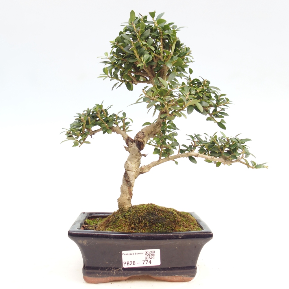Zimmer Bonsai - Ilex crenata - Stechpalme