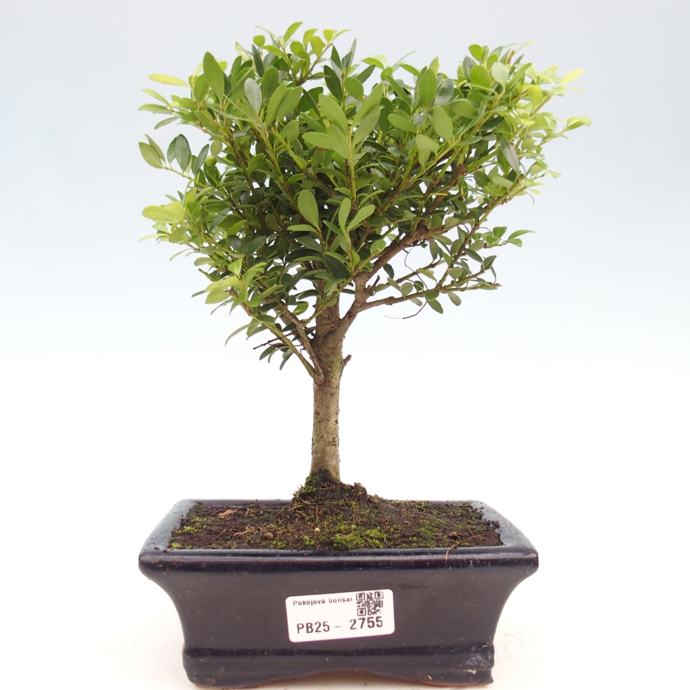 Indoor bonsai - Ilex crenata - Holly
