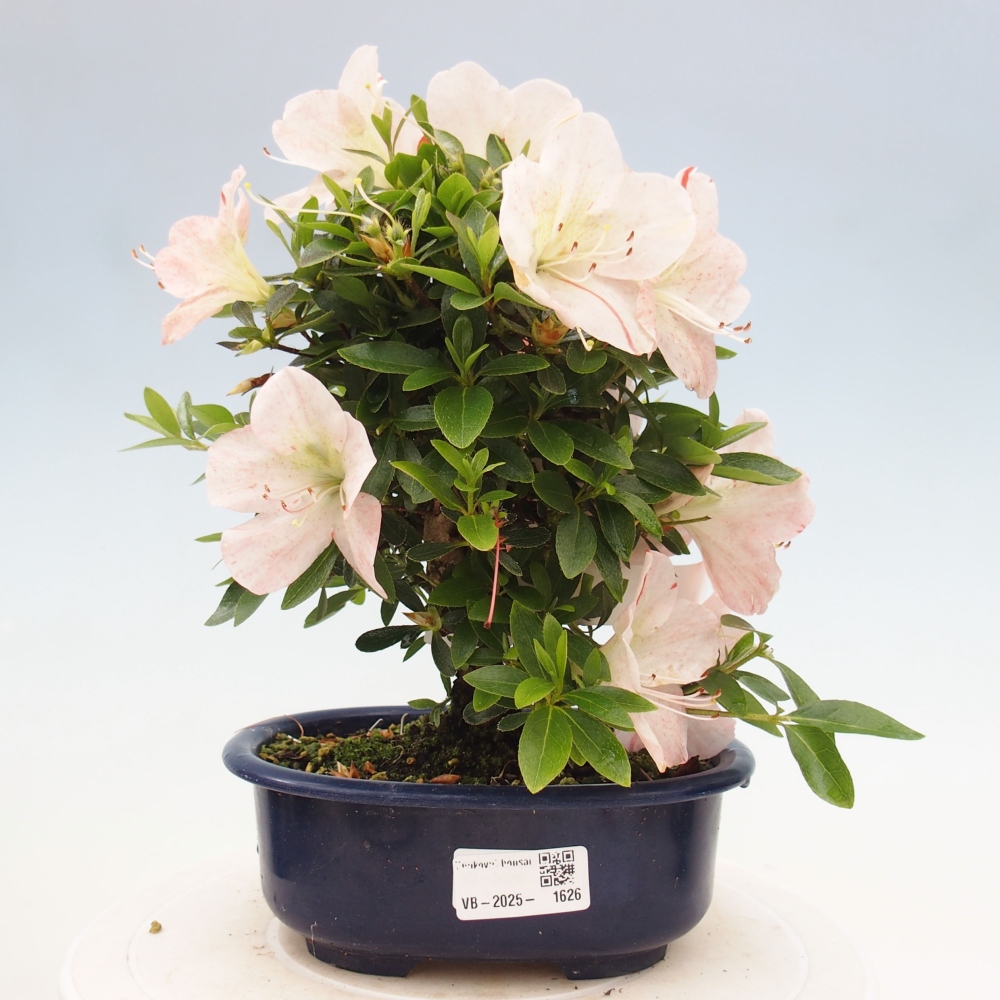 Bonsai im Freien - Japanische Azalee - Azalea Asazakura