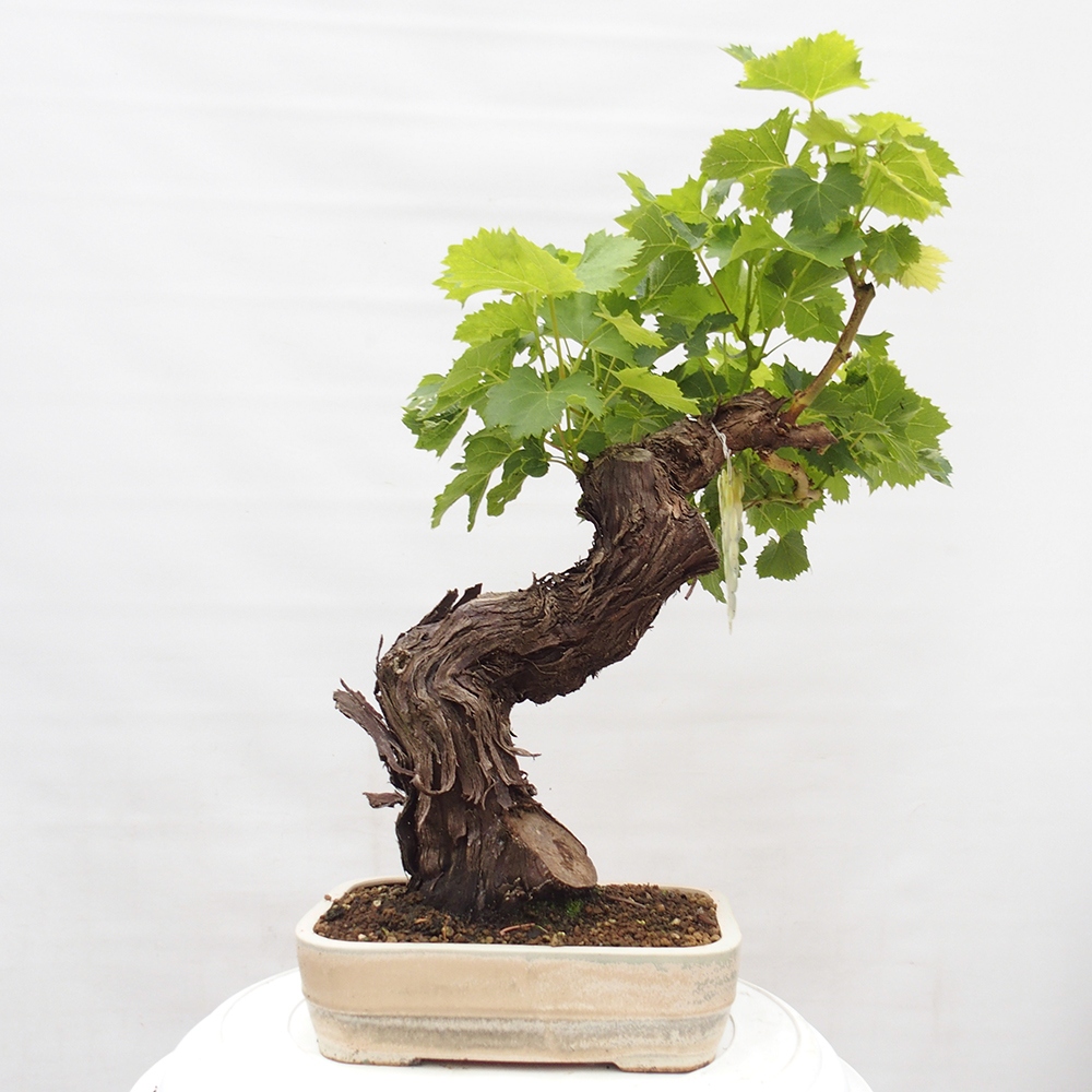 Bonsai im Freien - Vitis vinnifera MUSKAT ITALIA  - Weinrebe