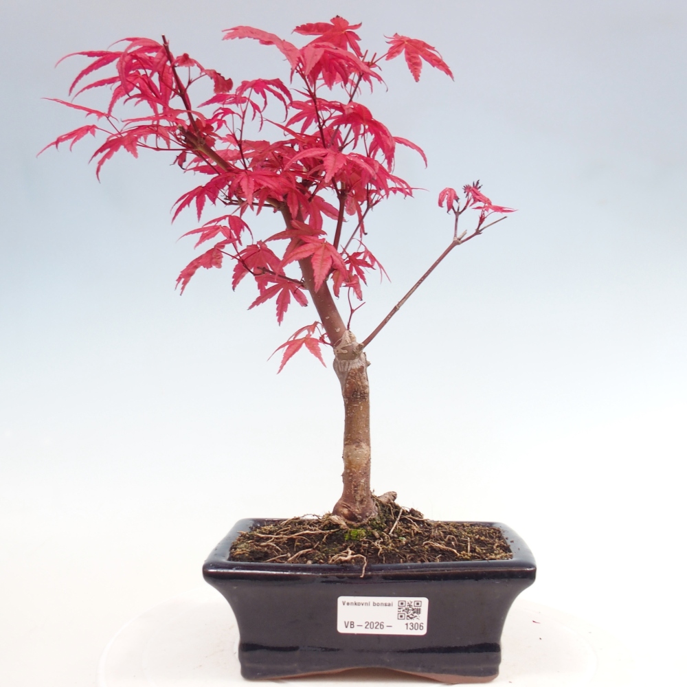 Bonsai für draußen - Acer palmatum DESHOJO