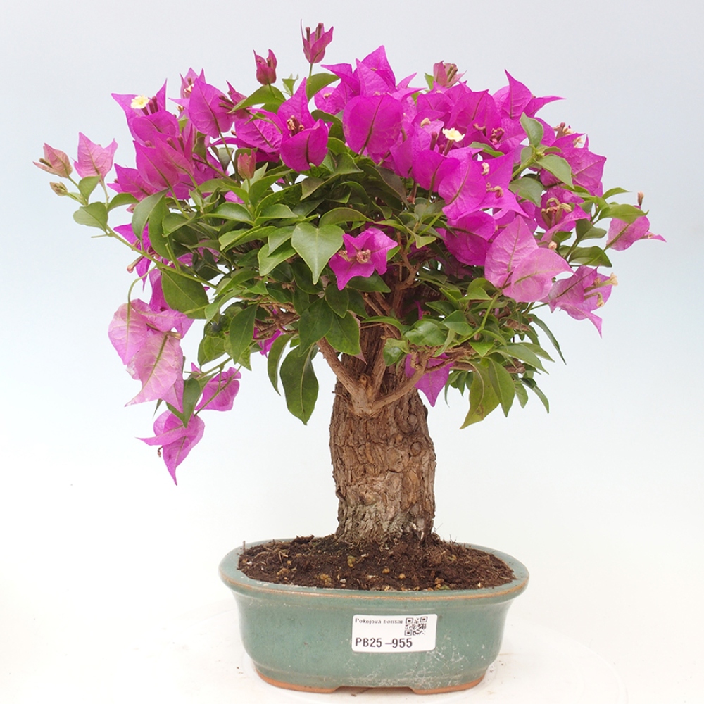 Indoor Bonsai - Bouganwilea