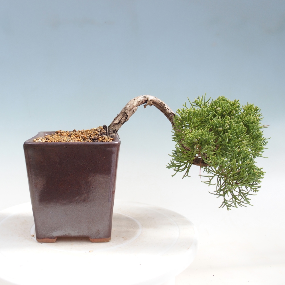 Bonsai für draußen - Juniperus chinensis Kishu