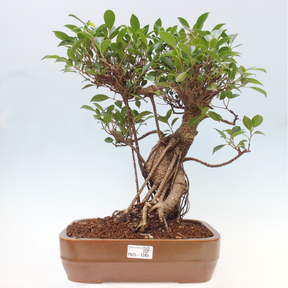 Zimmerbonsai - Ficus kimmen - kleinblättriger Ficus