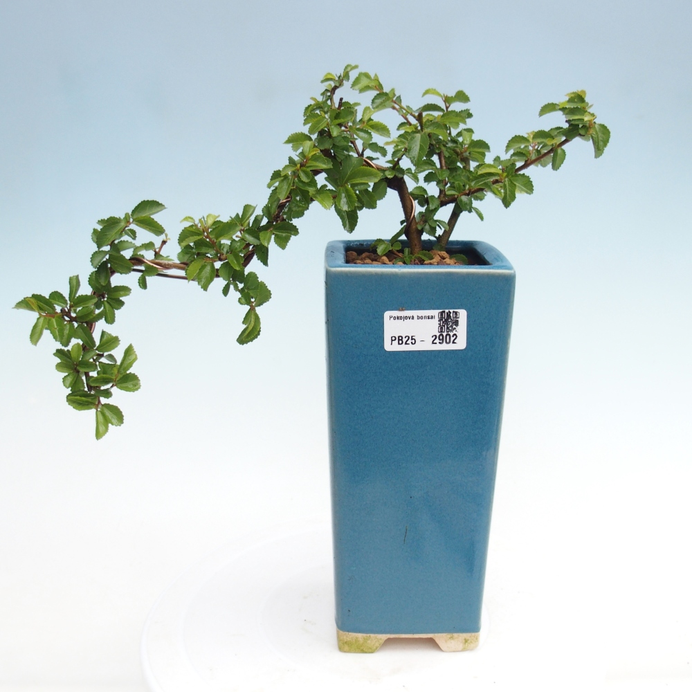 Zimmerbonsai - Grewia occidentalis - Lavendelstern
