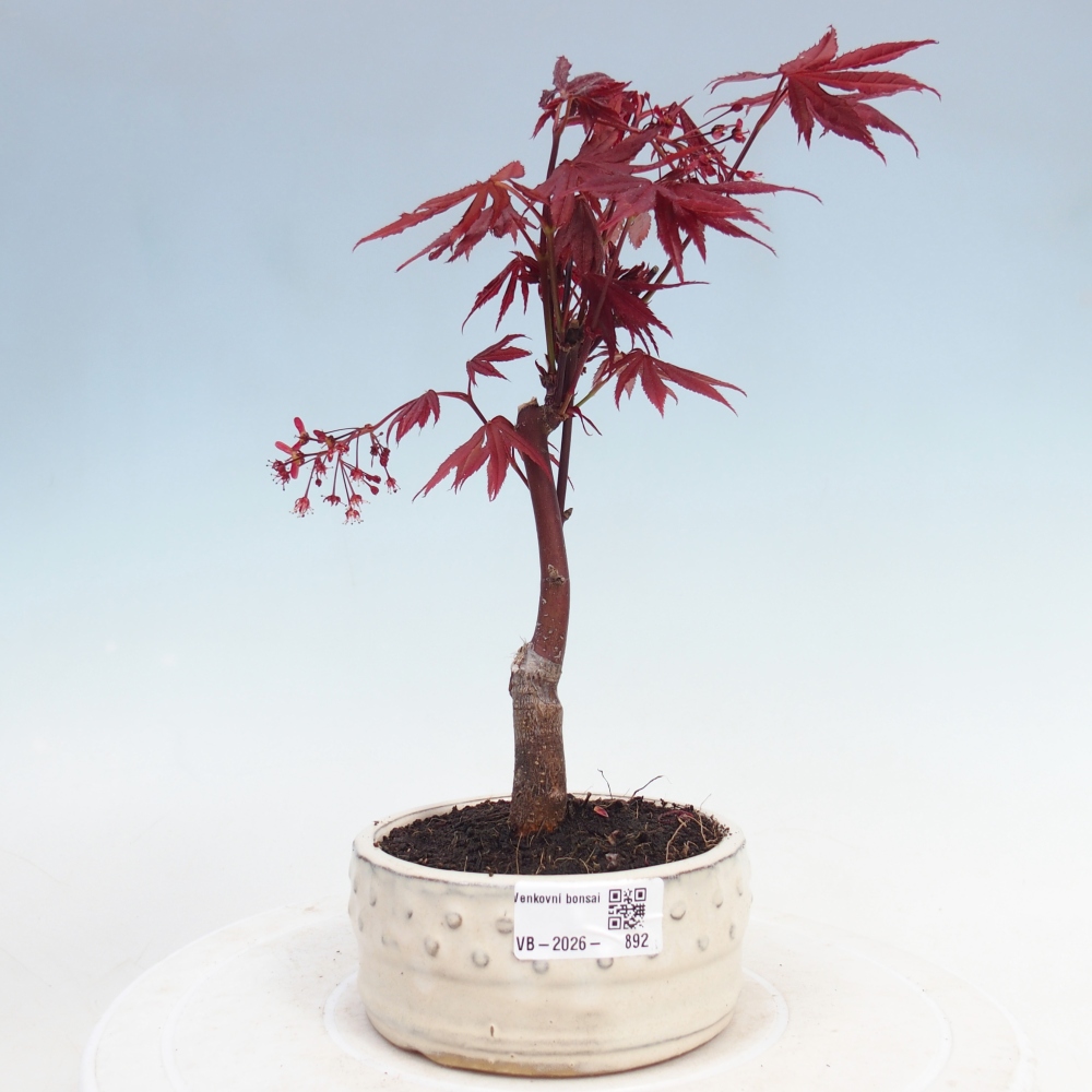 Bonsai im Freien - Acer-Palme. Atropurpureum-Palmenblatt-Ahorn