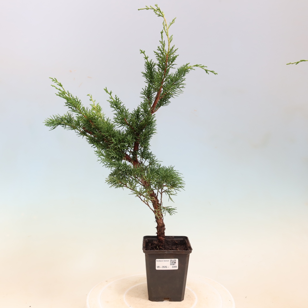 Bonsai für draußen - Juniperus chinensis Kishu