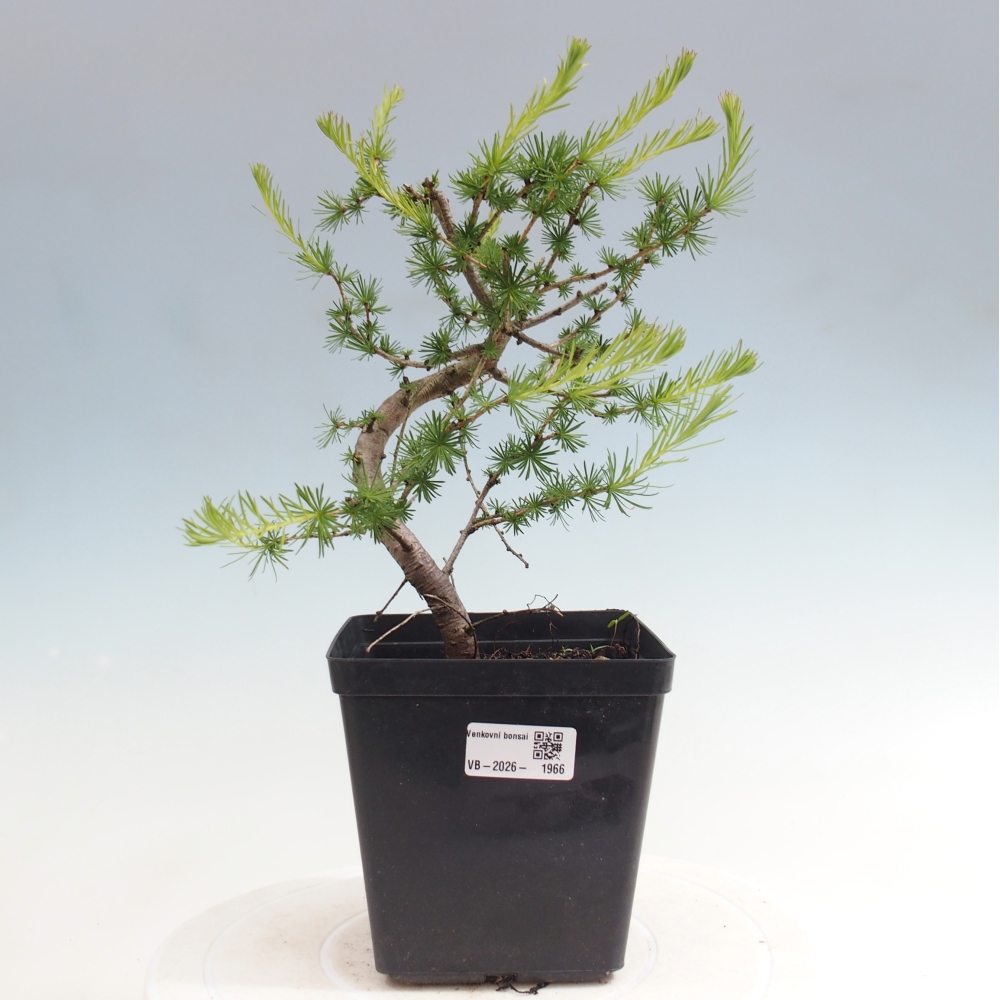 Bonsai für draußen -Larix decidua - Lärche