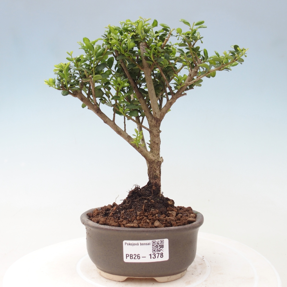Zimmer Bonsai - Ilex crenata - Stechpalme