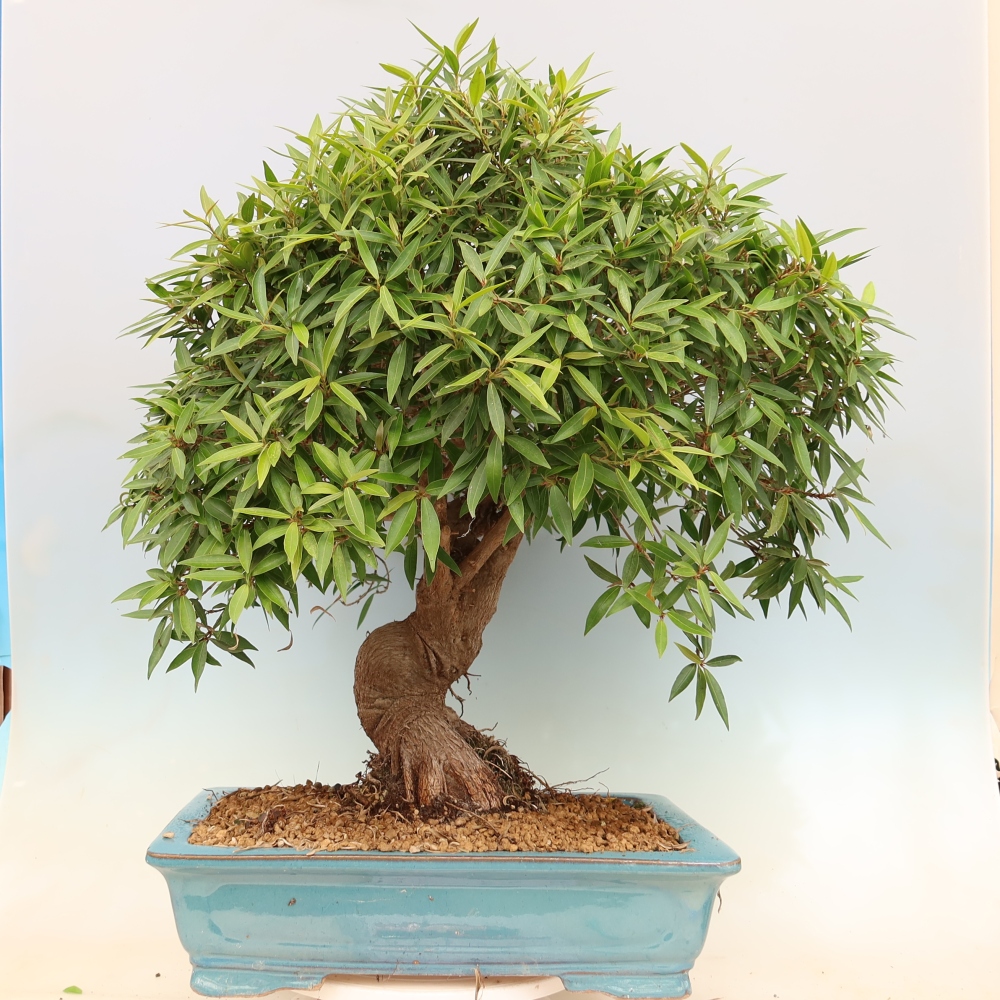 Zimmerbonsai - Ficus nerifolia - Kleinblättriger Ficus