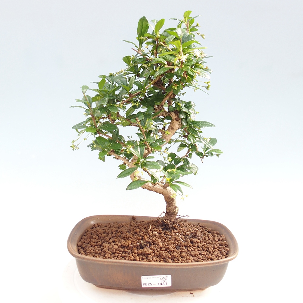 Zimmer Bonsai - Carmona macrophylla - Tea Fuki