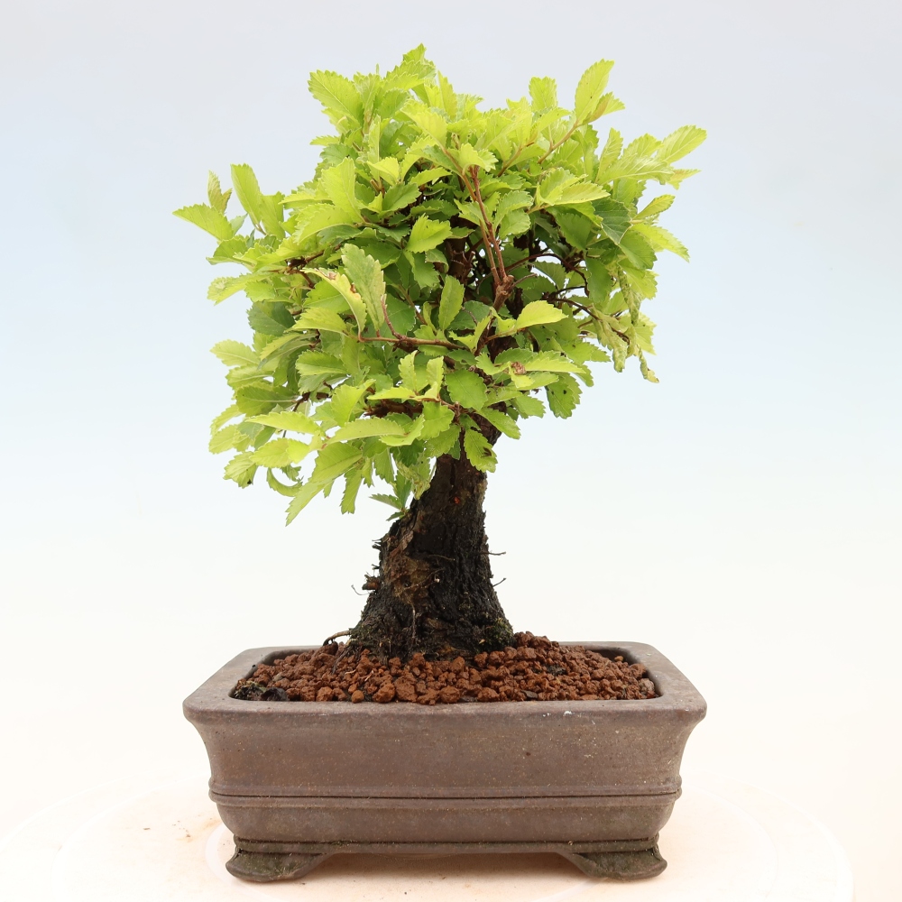 Bonsai für draußen - Zelkova - Zelkova NIRE