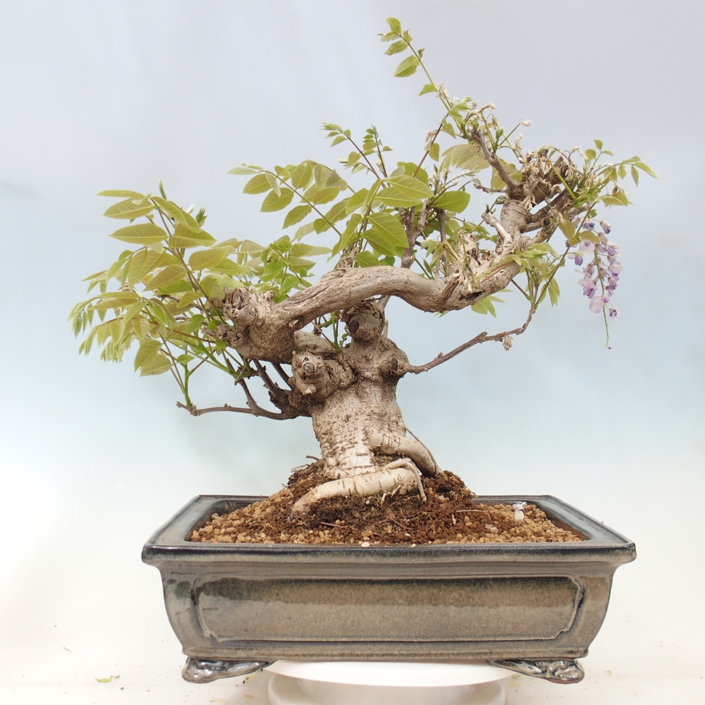 Bonsai für draußen - Wisteria floribunda
