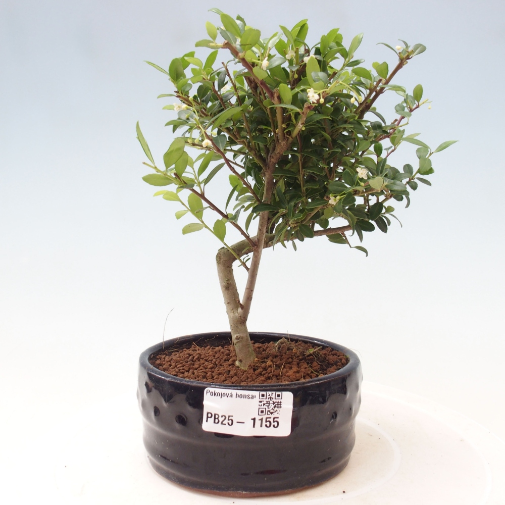 Zimmerbonsai - Ilex crenata - Holly