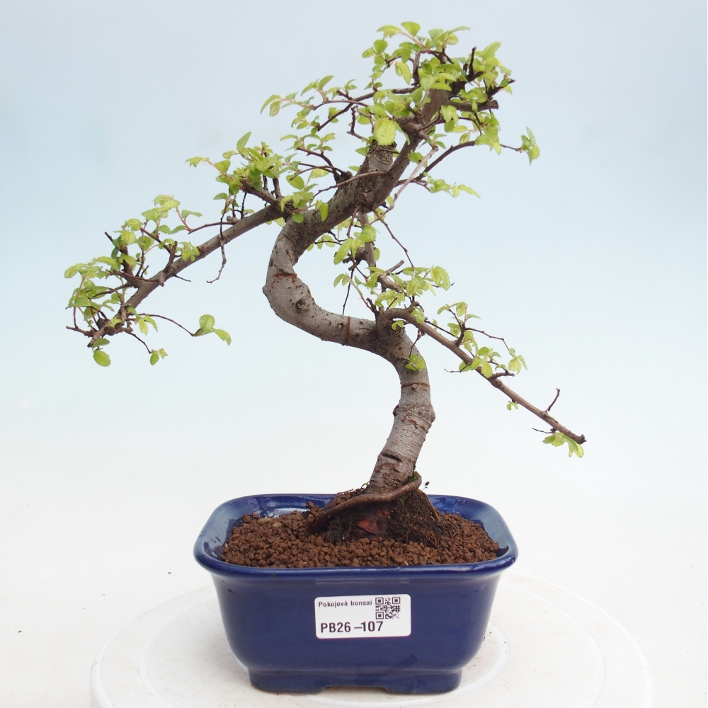 Zimmerbonsai - Ulmus parvifolia - Kleinblättrige Ulme