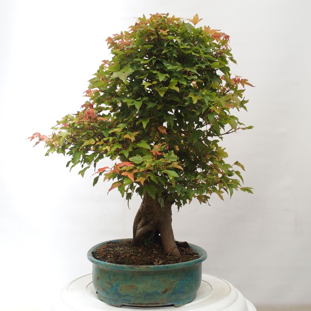 Bonsai im Freien - Ahorn Buergerianum - Burger Maple