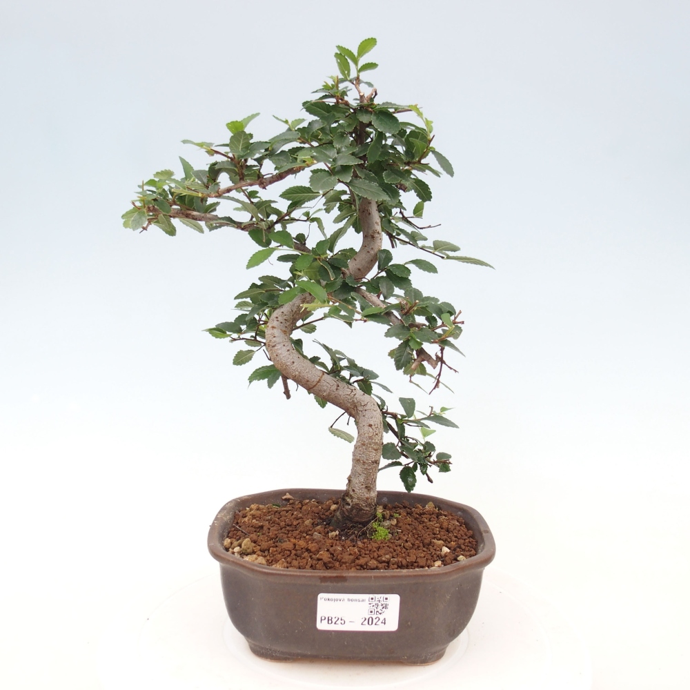 Zimmer Malolistý Ulme Bonsai