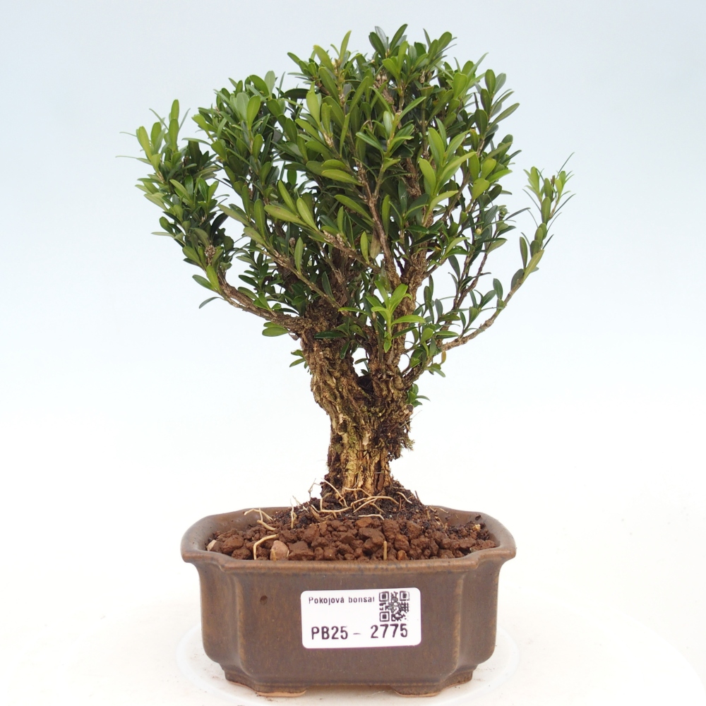 Zimmer Bonsai - Buxus harlandii - Kork Buchsbaum