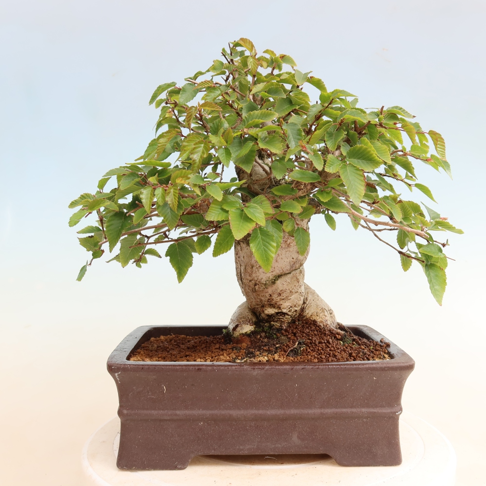 Bonsai für draußen -Carpinus CARPINOIDES - Koreanische Hainbuche