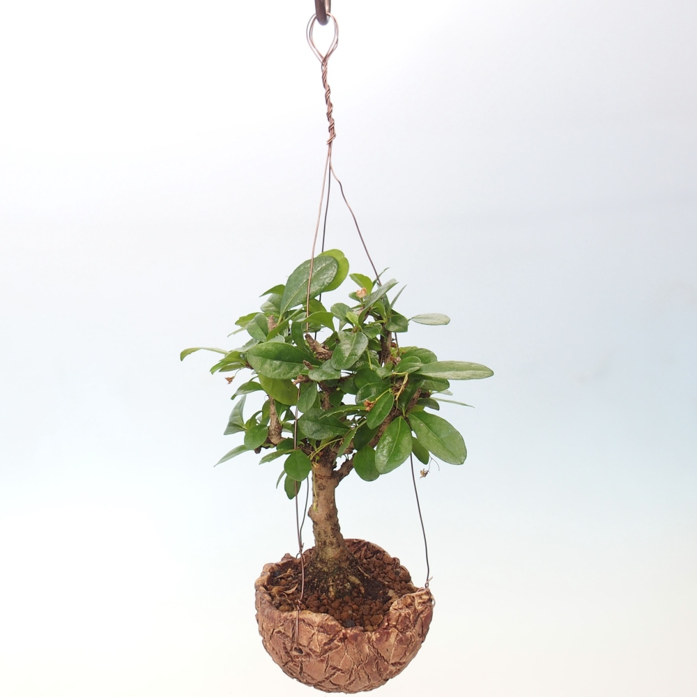 Kokedama in Keramik - Tea-fuki - Carmona macrophylla