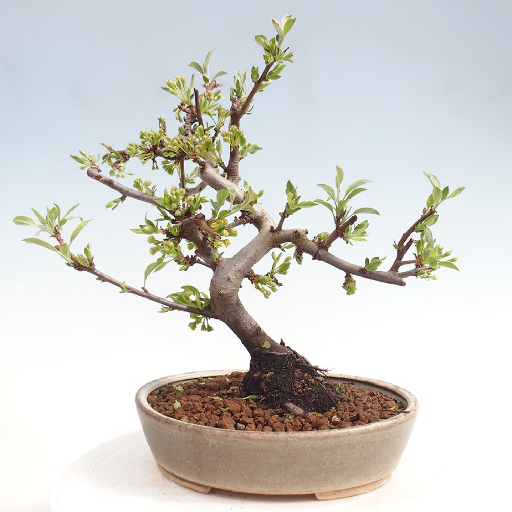 Outdoor Bonsai - Malus sargentii - Kleinfrüchtiger Apfelbaum