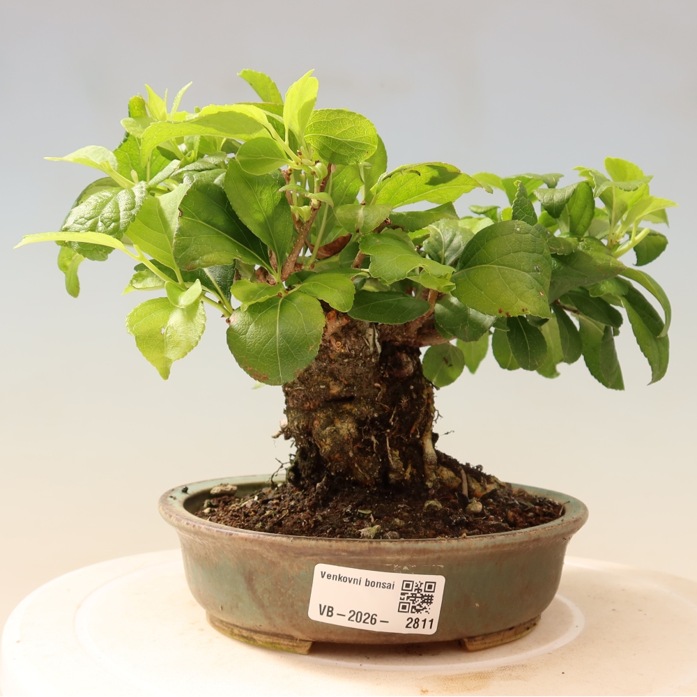 Bonsai für draußen - Celastrus orbiculatus