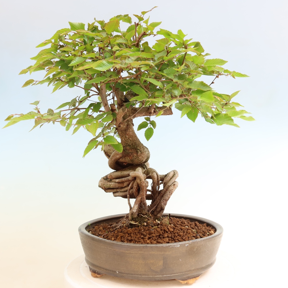 Bonsai für draußen - Karpinus Coreana - Koreanische Hainbuche