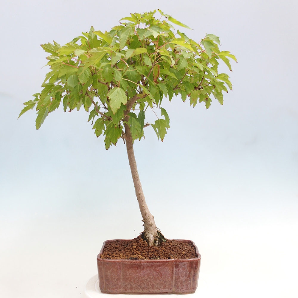 Bonsai im Freien - Acer ginala - Feuriger Ahorn