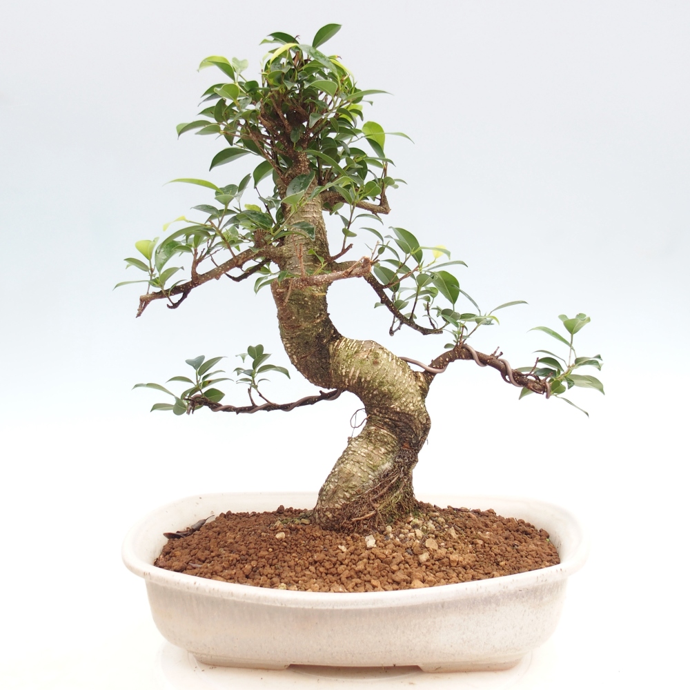 Zimmerbonsai - Ficus kimmen - Kleinblättriger Ficus
