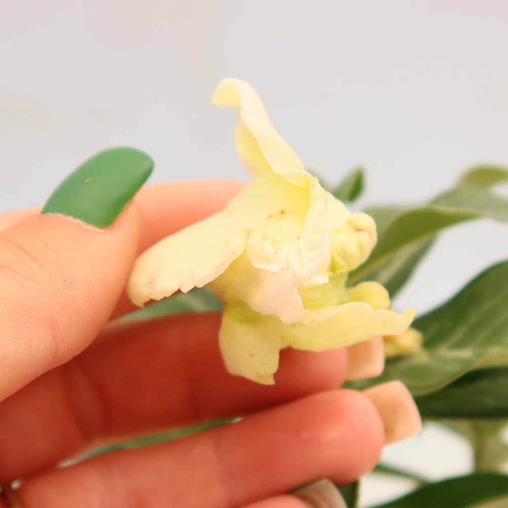 Zimmerbonsai – Adenium obesum, gepfropft, V.F.S.412 – Wüstenrose