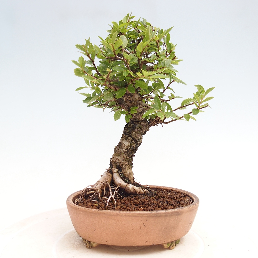 Bonsai im Freien - Zelkova - Zelkova NIRE