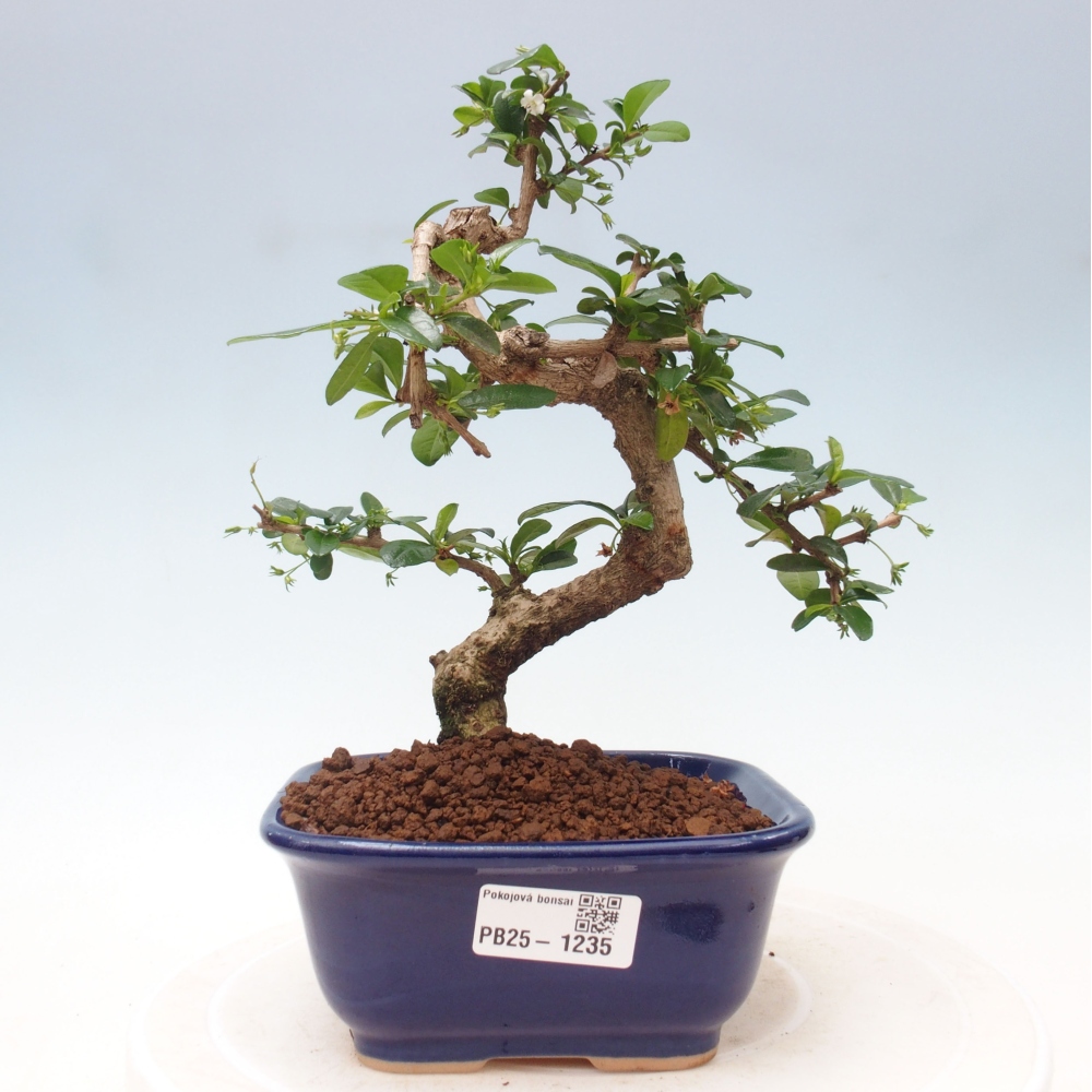 Zimmerbonsai - Carmona Macrophylla - Fuki-Tee