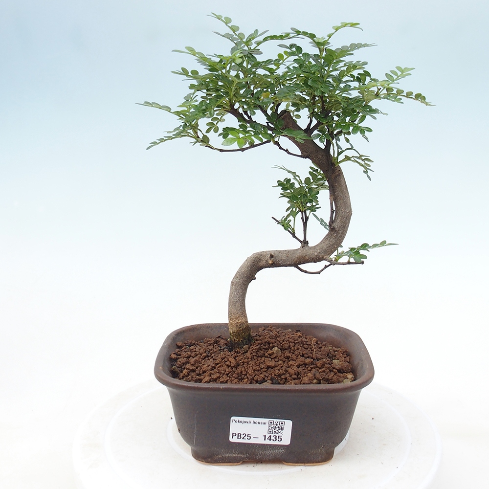 Indoor-Bonsai - Zantoxylum piperitum - Pfefferminze