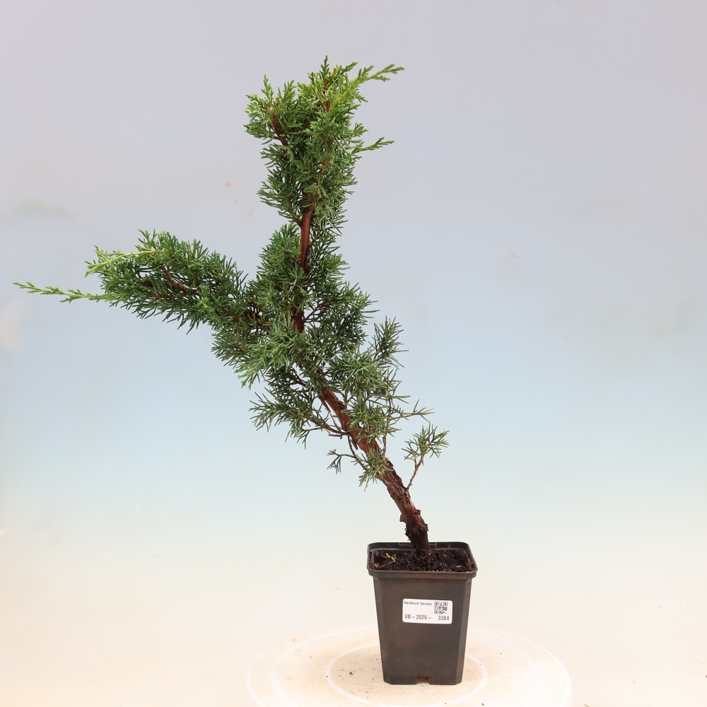 Bonsai für draußen - Juniperus chinensis Kishu