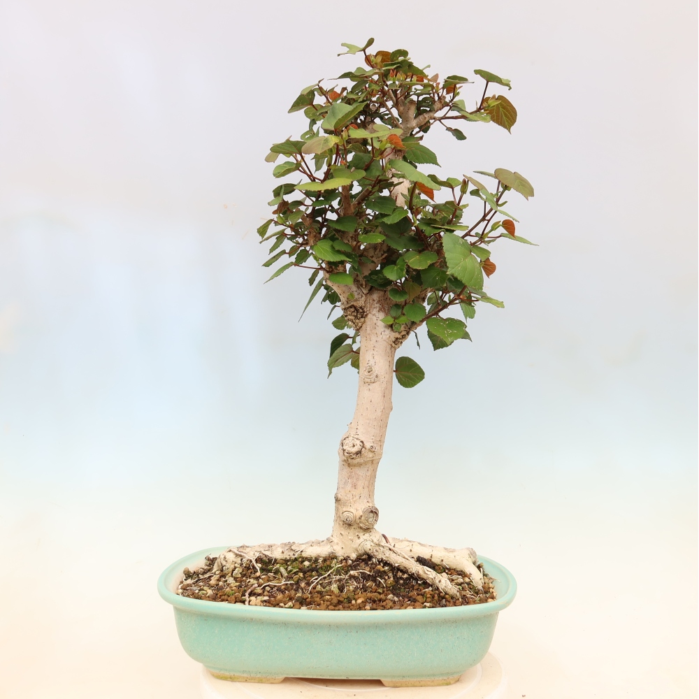 Zimmerbonsai - Hibiscus tiliaceus - Meeres-Hibiskus
