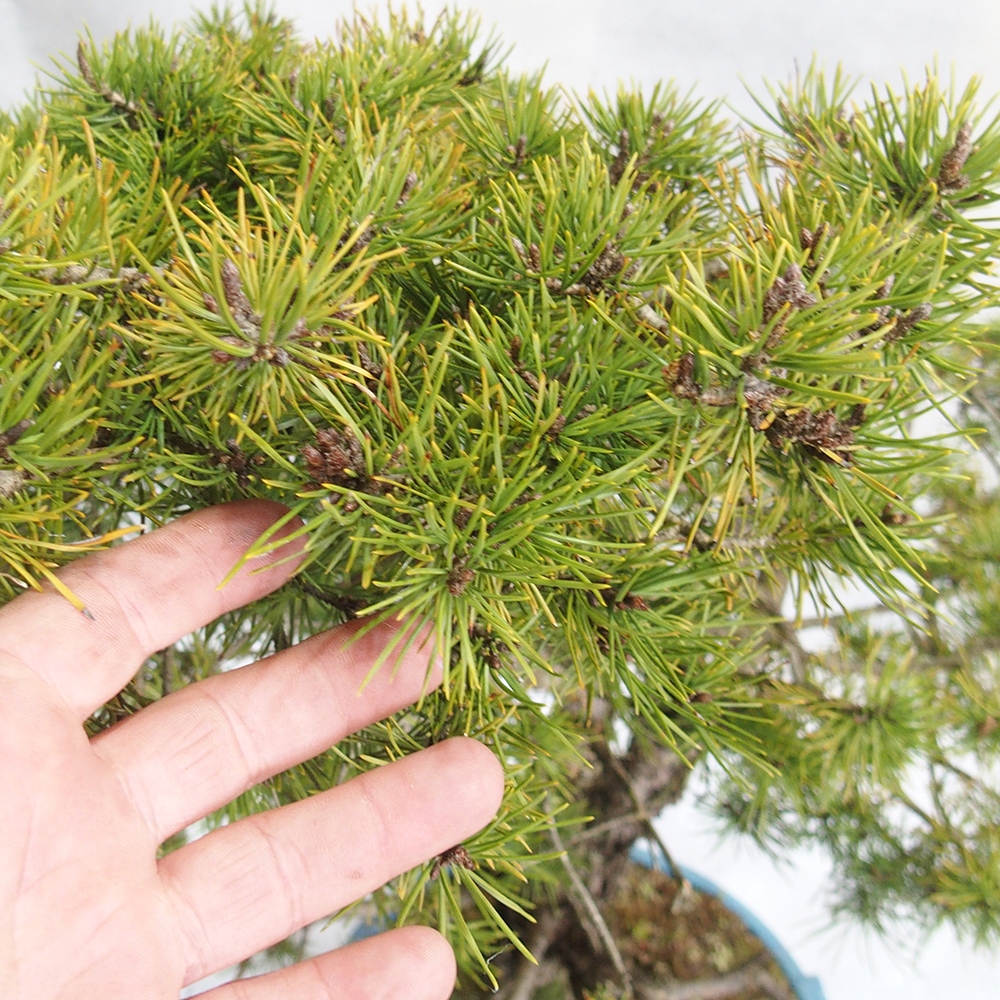 Yamadori - Pinus sylvestris 