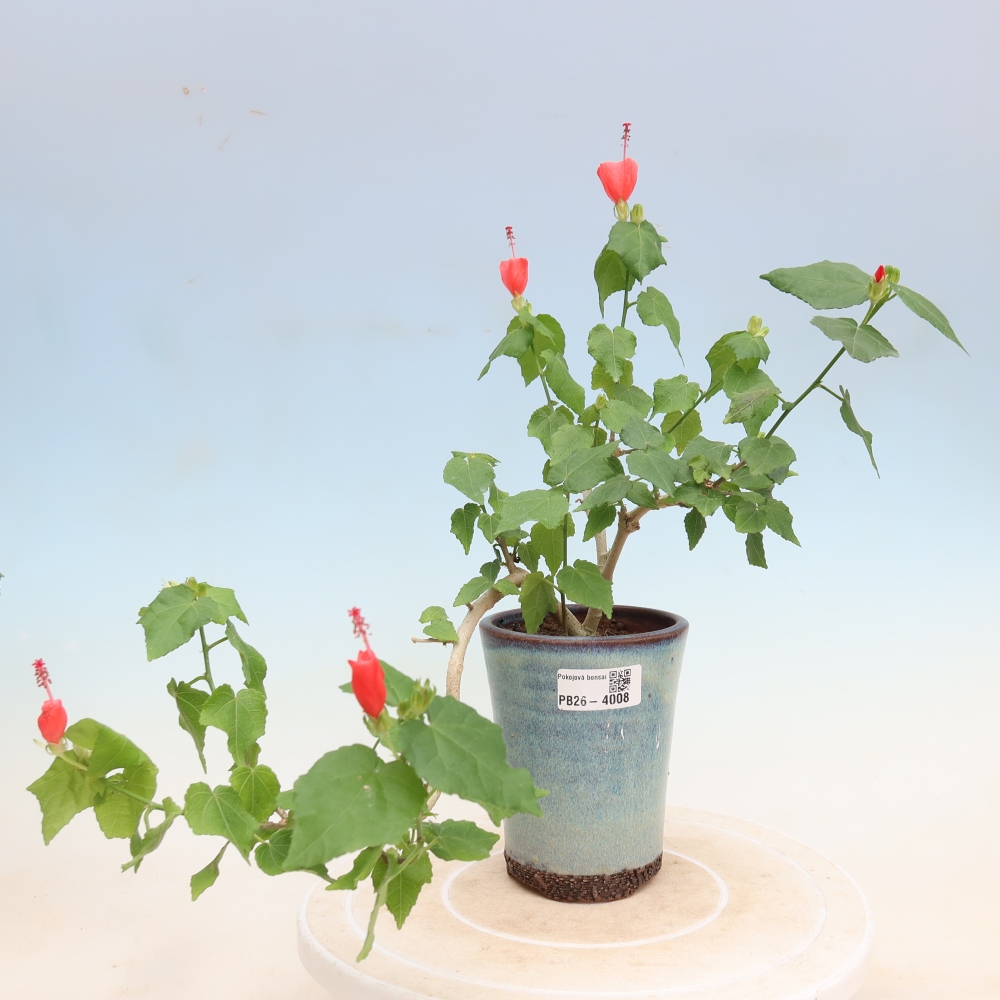 Zimmerbonsai - Malvaviscus arboreus