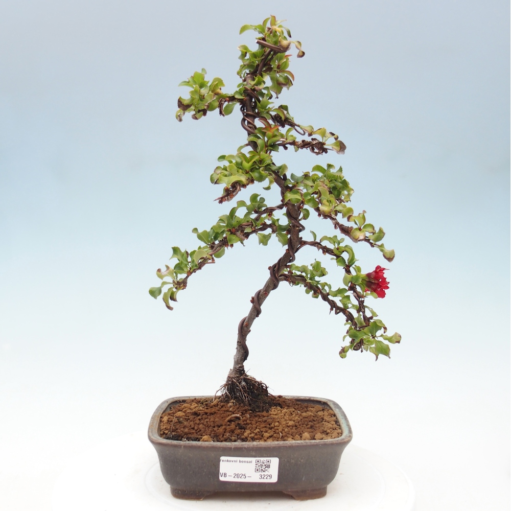 Außen Bonsai - Chaenomeles mit Red Joy -. Quitte