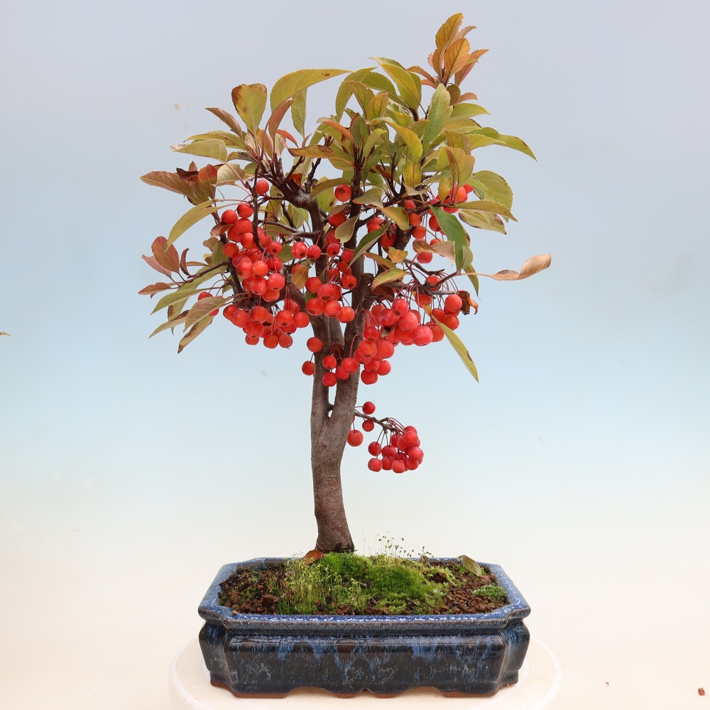 Outdoor-Bonsai -Malus domestica - Kleinfrüchtiger rotblättriger Apfelbaum