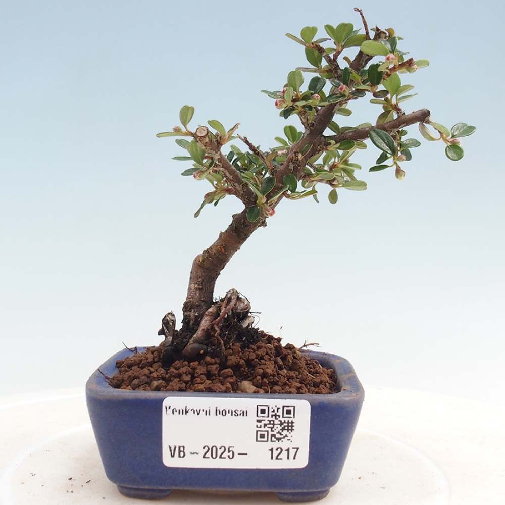 Bonsai im Freien - Cotoneaster horizontalis - Felsenbaum