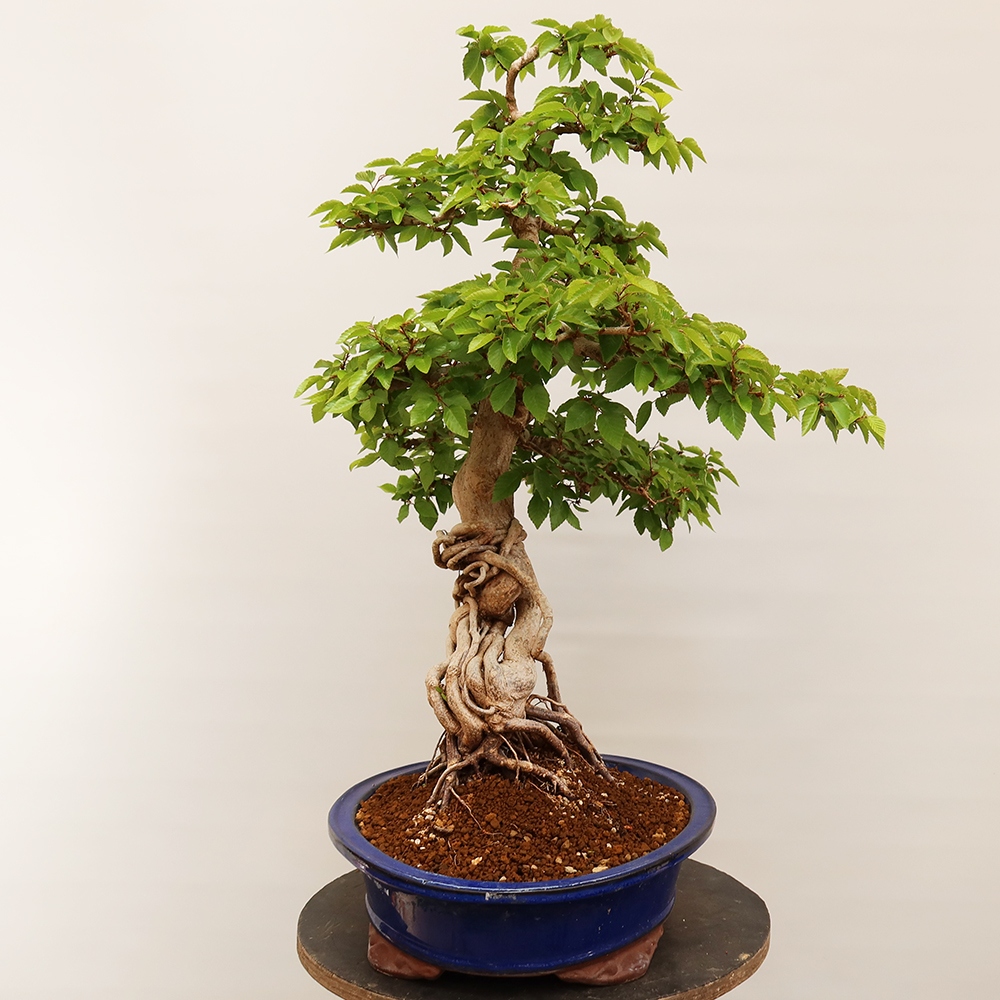 Bonsai im Freien - Carpinus Coreana - Koreanische Hainbuche