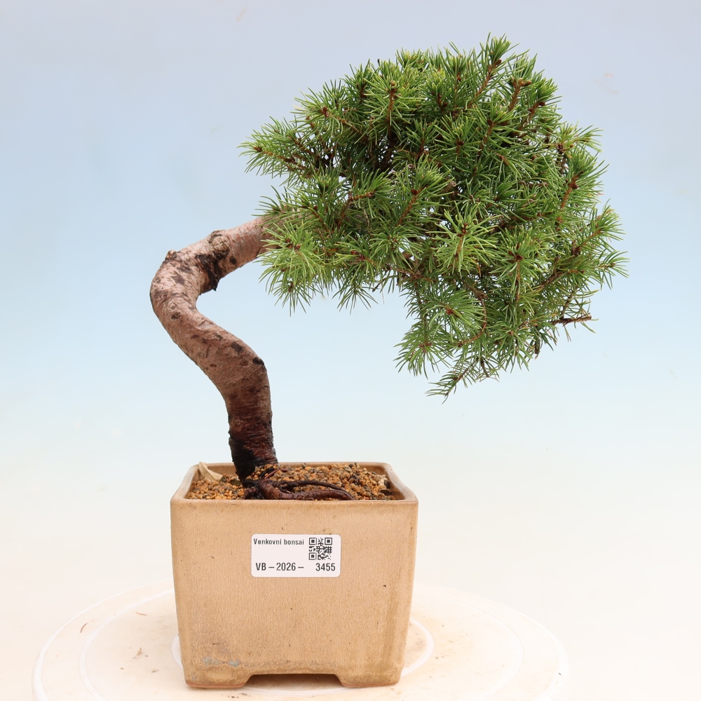 Bonsai für den Außenbereich – Graufichte – Picea glauca Globe