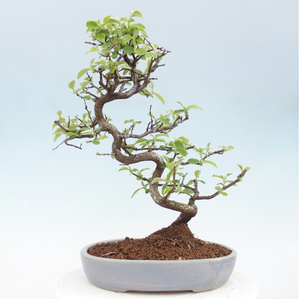 Bonsai für draußen - Chaneomeles chinensis