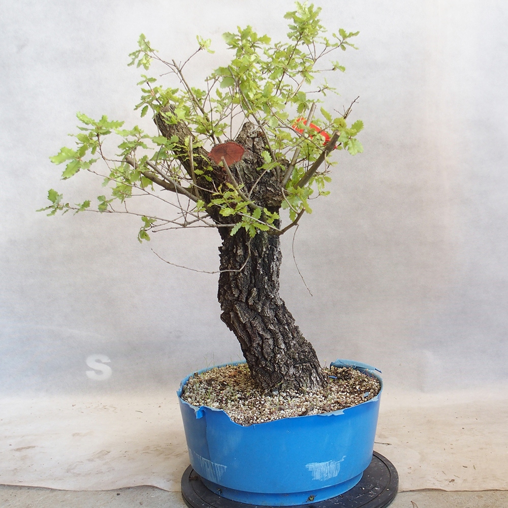 Freilandbonsai Quercus Cerris - Eiche Cer