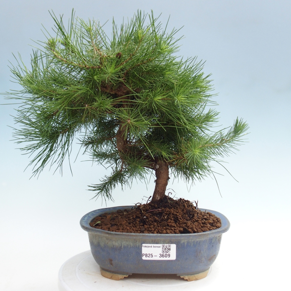 Zimmer Bonsai-Pinus halepensis-Kiefer von Aleppo