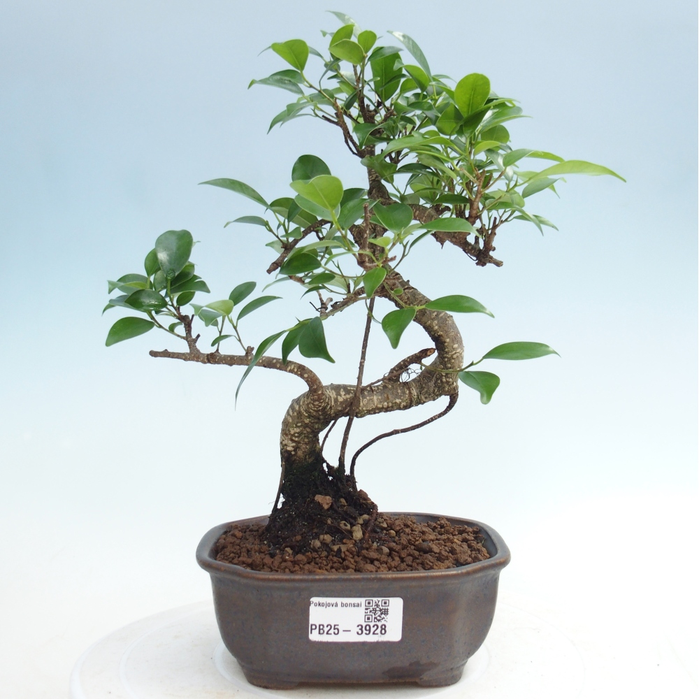 Zimmerbonsai - Ficus retusa - Kleinblättriger Ficus