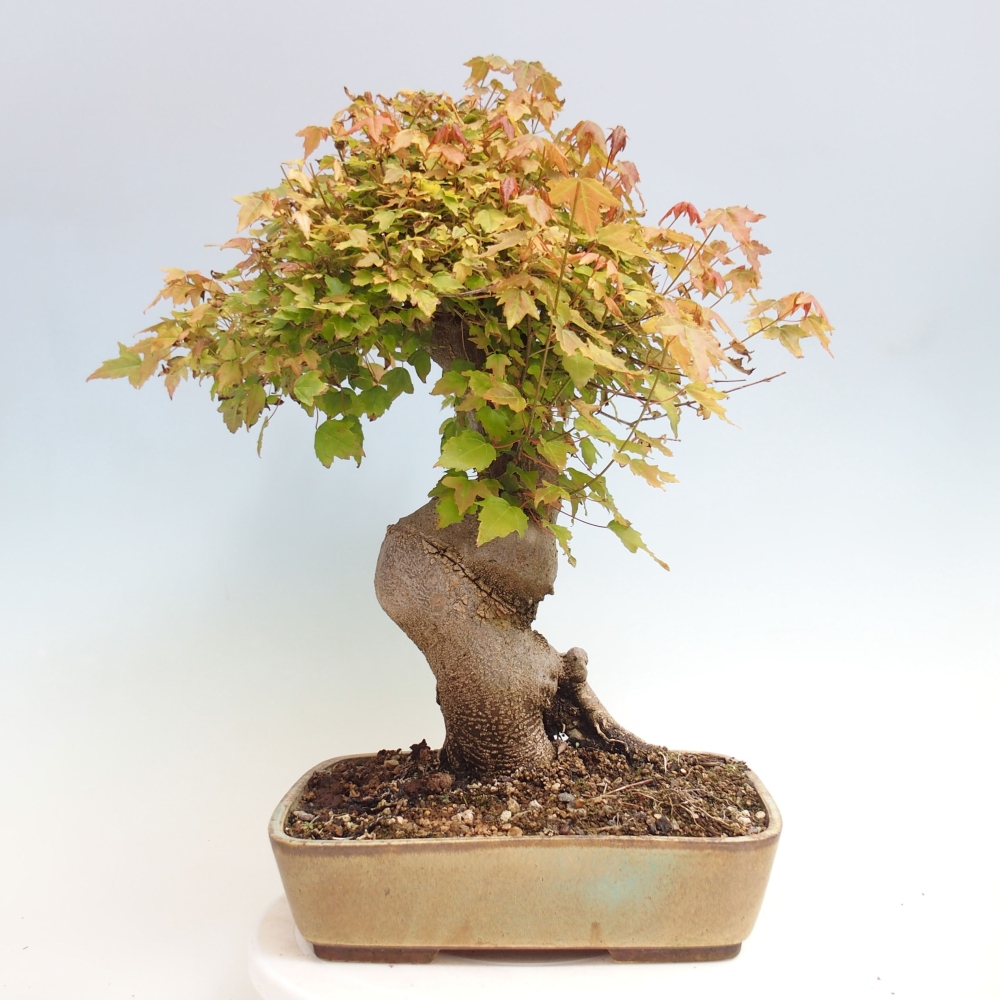 Bonsai im Freien - Ahorn Buergerianum - Burger Maple