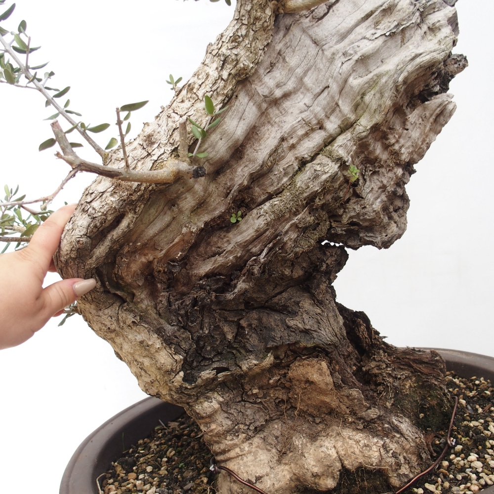 Indoor-Bonsai - Olea europaea sylvestris - Europäisches kleinblättriges Olivenöl